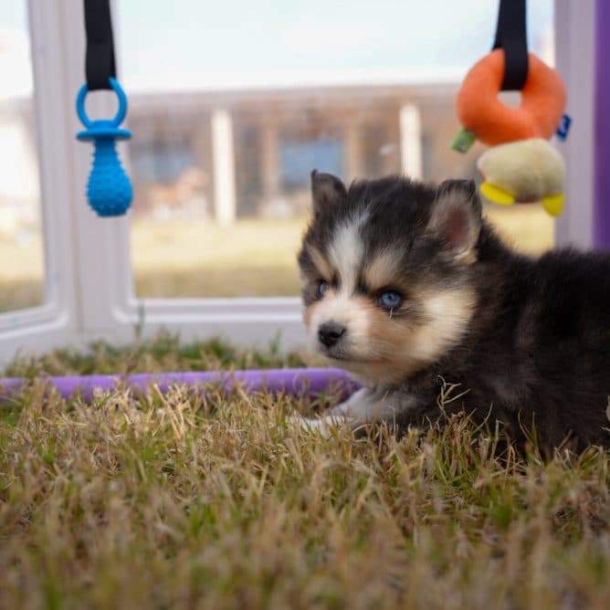 Bliss. Some puppies you notice... and some you feel.