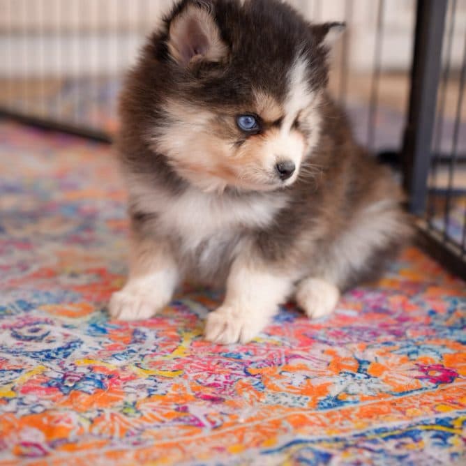 Cashmere. The softest cream coat, those blue eyes, and the calmest little presence.