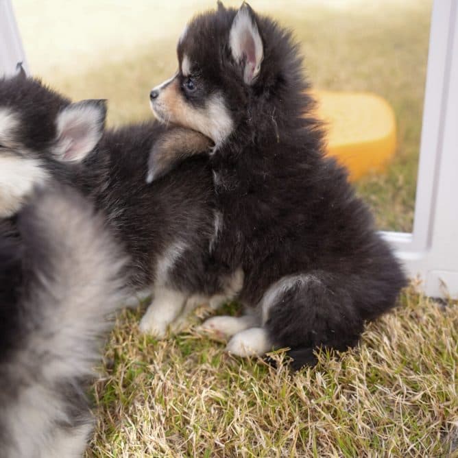 Cosmo understood the assignment today. Earned her AKC Canine Good Citizen.