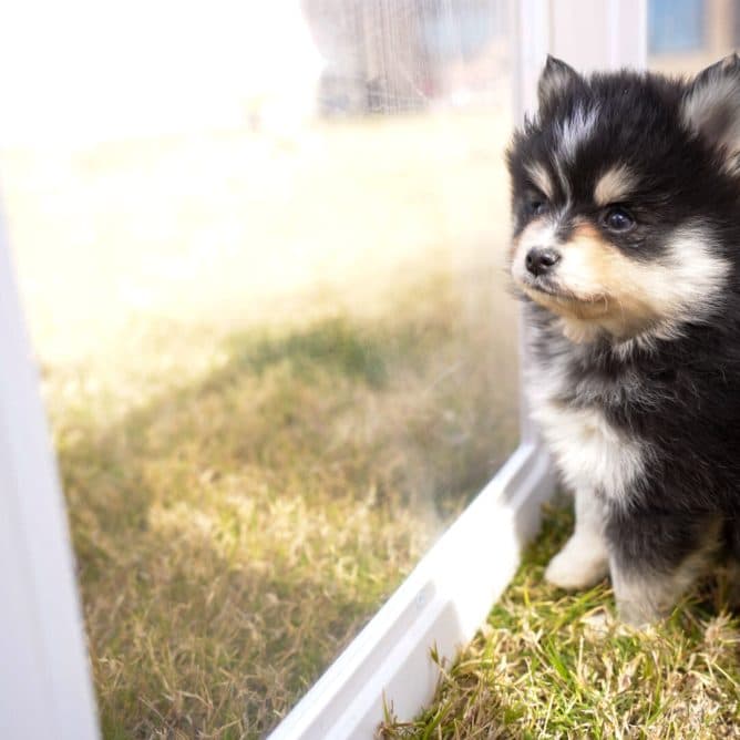 You get the beauty of a Husky... but in a smaller, family-friendly size.