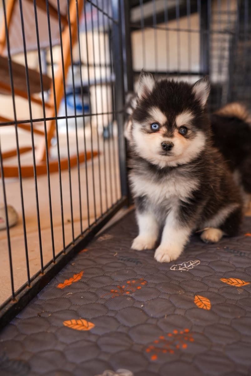 Pomsky puppy with blue eyes in a cozy home setting