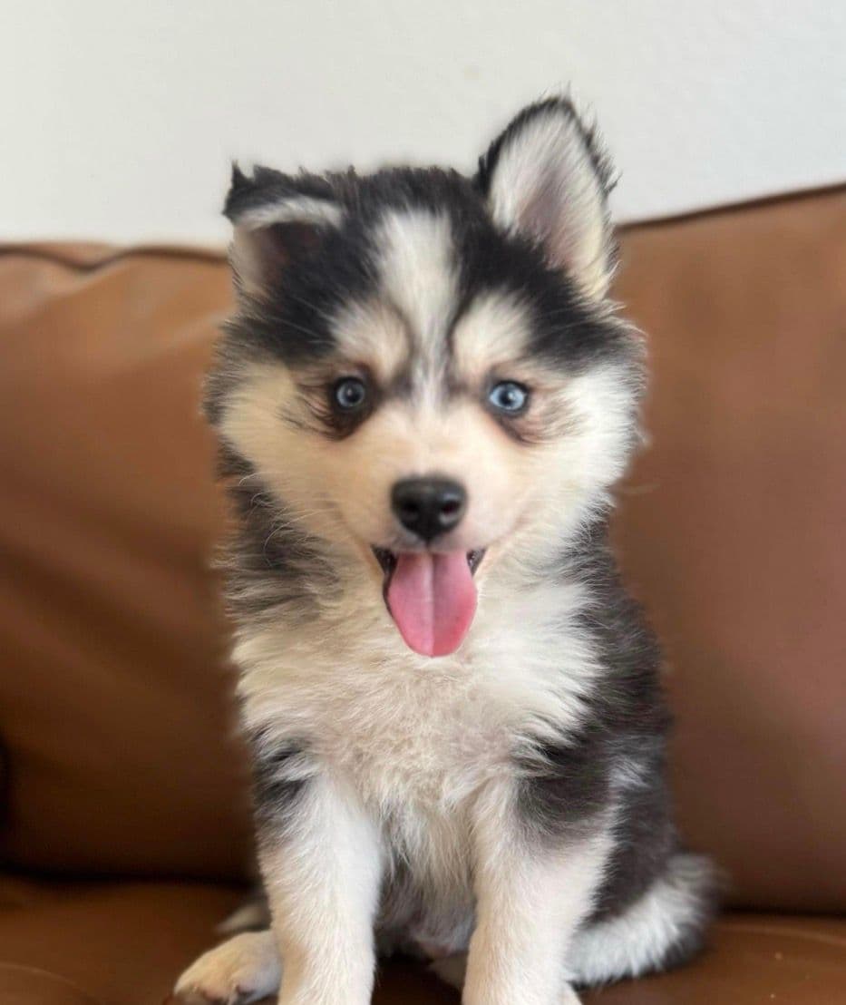 Sterling — Male Pomsky puppy with blue eyes eyes