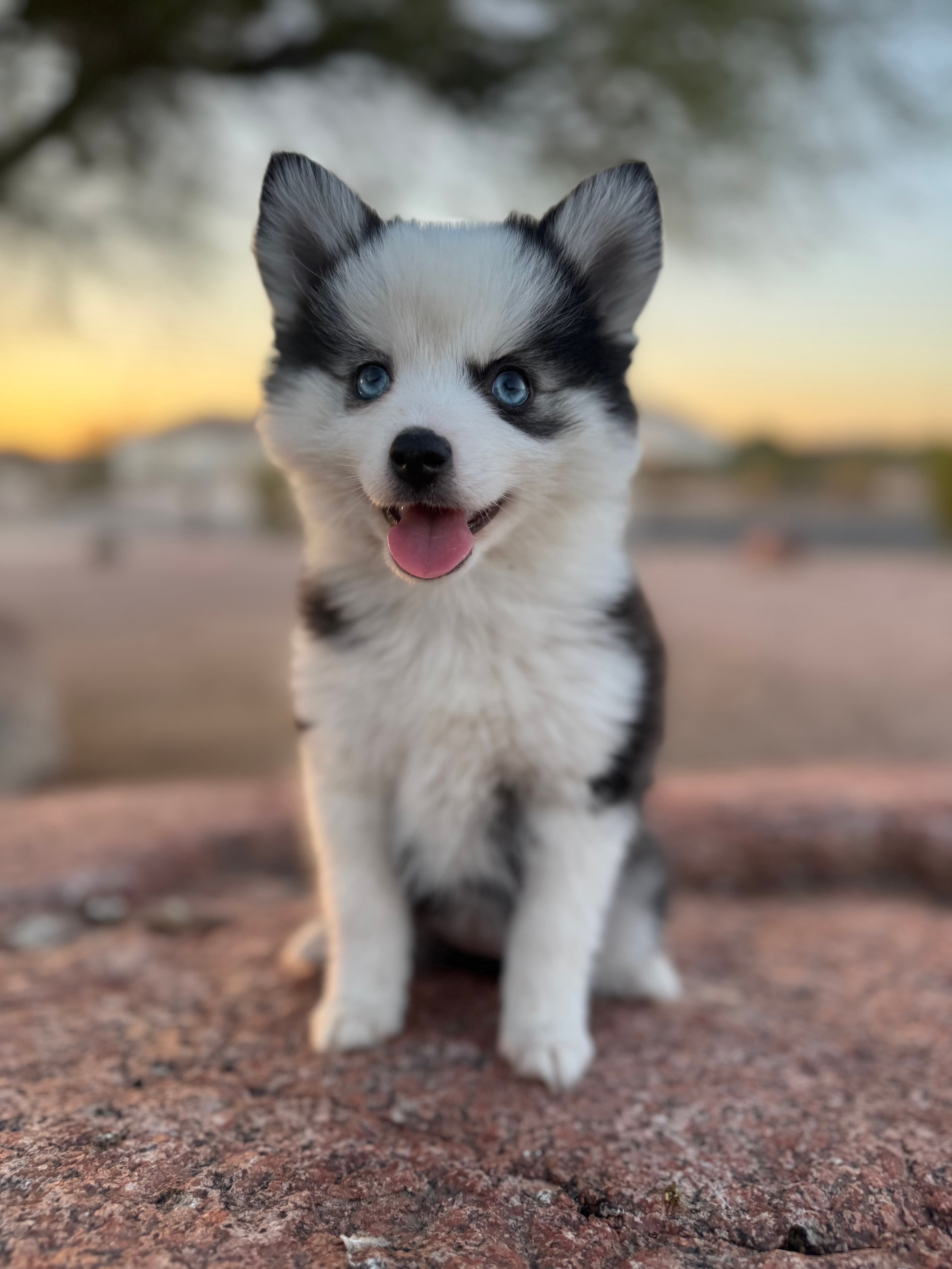 Eleanor — Female Pomsky puppy with blue eyes eyes