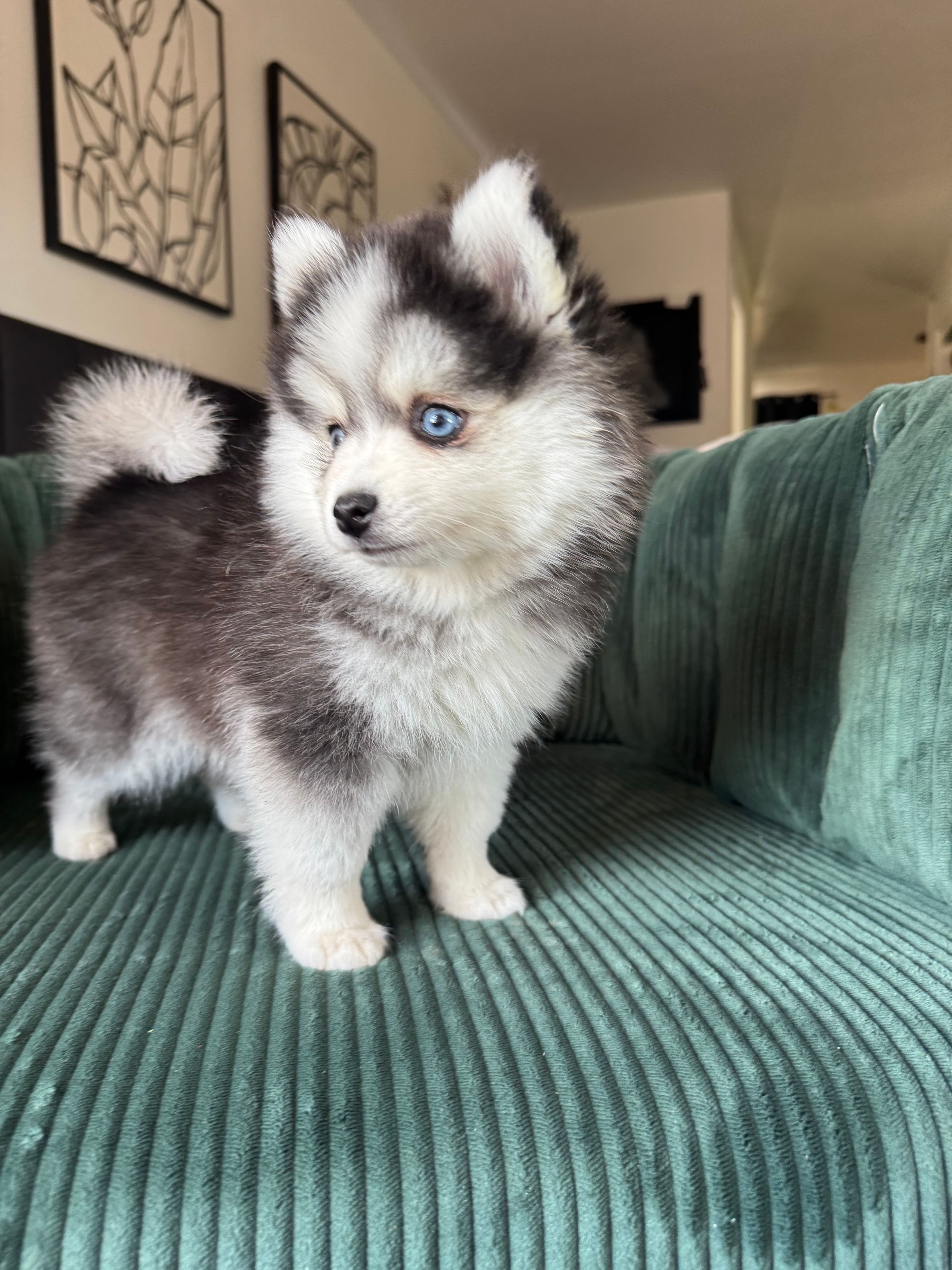 Clare — Female Pomsky puppy with blue eyes