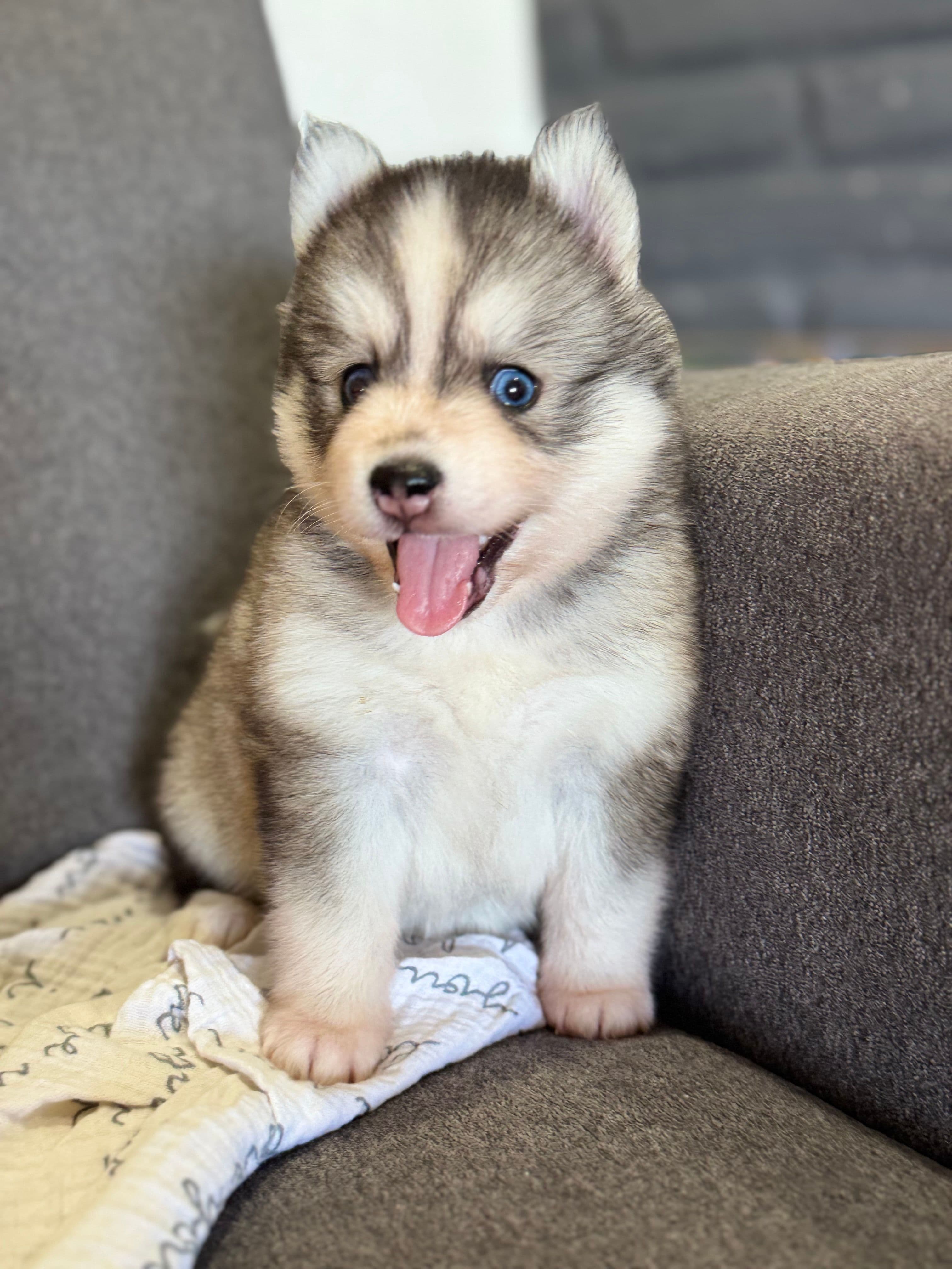 Ada Girl — Female Pomsky puppy with blue eyes eyes