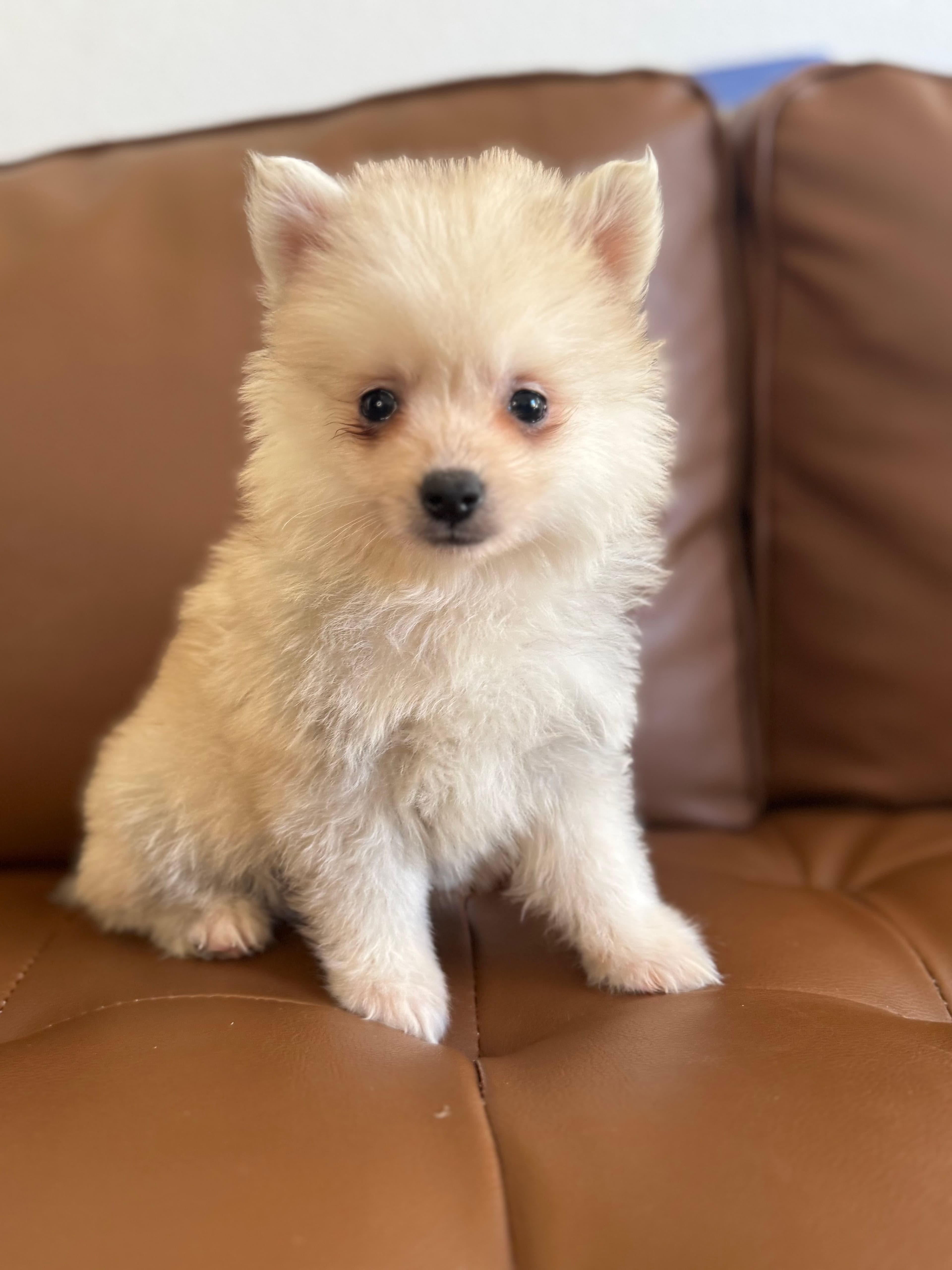 Sable Toy Sable – Toy Pomsky Puppy | Cream Plush Coat | Platinum Pomskies